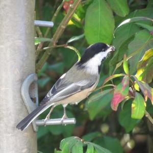 Black-capped chickadees are among just a few birds that cache food for later use. Courtesy of Jeff Wells