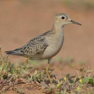 The pigeon-like head and large, dark eye, and buffy breast and yellow legs are distinctive among North American sandpipers. Courtesy of Michiel Oversteegen