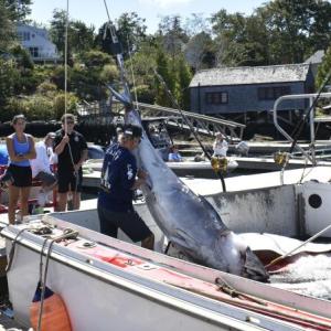 Staff and volunteers handle a 710-pound tuna Sept. 4 during the fourth annual Boothbay Harbor Tuna Challenge. FRITZ FREUDENBERGER/Boothbay Register