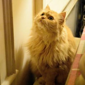 Local resources are available to help give your furry friends the best healthcare, such as Mattie, 13, who was adopted from Midcoast Humane ten years ago. ISABELLE CURTIS/Boothbay Register