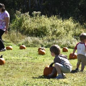 A secret pumpkin patch was unveiled during BRVM's Family Harvest Day, allowing families to select their very own festive gourds. ISABELLE CURTIS/Boothbay Register