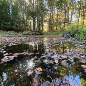 Castner Brook in Damariscotta. Courtesy of Coastal Rivers Castner Brook in Damariscotta. Courtesy of Costal Rivers