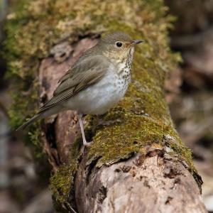 The spring peeper-like song of Swainson's thrush migrating overhead at night are a signature sound of fall in Maine. Photo by Cephas, courtesy of wikimedia commons The spring peeper-like song of Swainson's thrush migrating overhead at night are a signature sound of fall in Maine. Photo by Cephas, courtesy of wikimedia commons