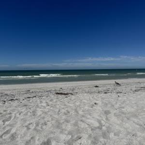 The authors enjoyed looking for birds on the warm, sandy beaches of Florida in October. Courtesy of Reese McAtee.