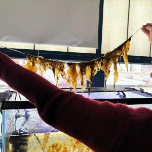 A teacher at King Middle School with strand of sugar kelp planted at Spartan Sea Farms in Casco Bay. Courtesy Boothbay Sea and Science Center