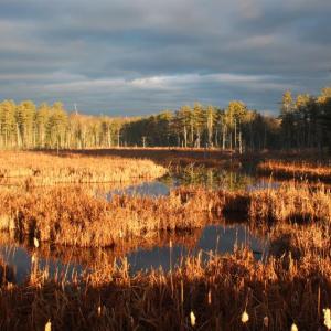 Marsh River Bog, a rare dwarf spruce bog, is a familiar landmark alongside Route 1 in Newcastle. Courtesy of Coastal Rivers