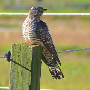 Common cuckoos may be common in Europe and Asia but they are decidedly rare in the U.S. Individual birds have been found only four times including this one from Long Island, New York, in October, 2025. Courtesy of Amy Simmons