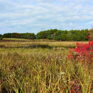 Naturalist Sarah Gladu will lead a guided hike at Salt Bay Farm in Damariscotta on Nov. 17. Courtesy of Coastal Rivers