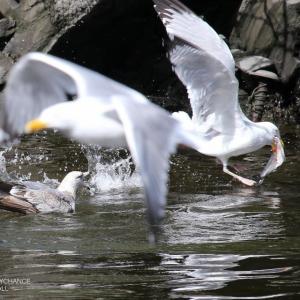 Many people have their Thanksgiving meal rituals. Do birds? Alewives in the Penobscot River have created what appears to be a feeding frenzy among the gulls. Perhaps it's really just their own way of giving thanks! (Photo courtesy of David Small)