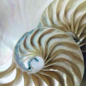 Inner structure of a Nautilus shell, illustrating Arnold Aho's class, Form in Nature and Design. Photo provided by CSC.