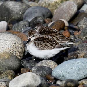 A semipalmated sandpiper tagged in Georgia flew to the Seal River Watershed in Manitoba and then was detected in Maine on its way south in August. (Photo courtesy of David Small)