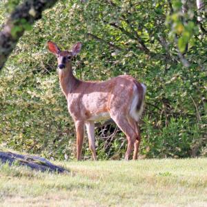 A morning encounter. STEVE EDWARDS/Boothbay Register