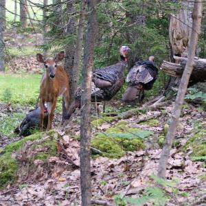 At two locations on the Boothbay peninsula in June, these deer — and subsequent photobombing strutters, aka, turkeys — were captured on camera. STEVE EDWARDS/Boothbay Register