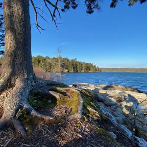 A weathered spruce tree stands at the tip of Feldspar Point at Plummer Point Preserve. Courtesy of Coastal Rivers