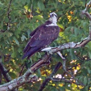 Breakfast? This osprey was spotted holding a fish in a tree near the newspaper office on Friday morning, Sept. 19 around 7. STEVE EDWARDS/Boothbay Register