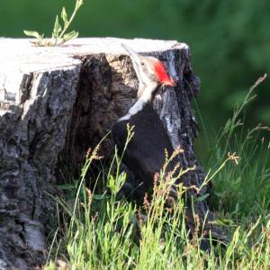 A piliated woodpecker. STEVE EDWARDS/Boothbay Register