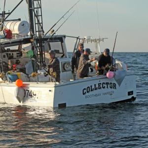 Tuna fishing. STEVE EDWARDS/Boothbay Register