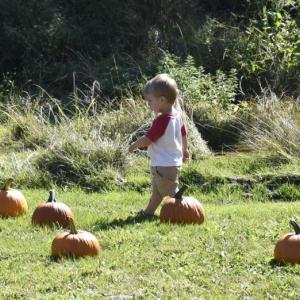 Picking a pumpkin at Family Harvest Day. ISABELLE CURTIS/Boothbay Register
