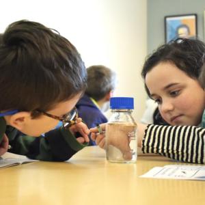 BHML's STEM club members observe adult sea monkeys. ISABELLE CURTIS/Boothbay Register