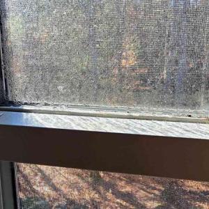 Moisture on Maine Window