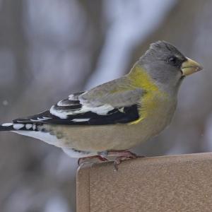 A female-plumaged evening grosbeak showed up in the authors' neighborhood recently, part of a wave of evening grosbeak sightings across the state. Wikimedia Commons courtesy of Mykola Swarnyck