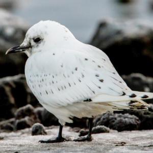 Ivory gulls are birds of Arctic extremes, very rarely coming south of northern New Foundland. A lobster fisherman found one on New Year's Day off the Maine coast. Wikimedia Commons courtesy of Omar Runolfsson.