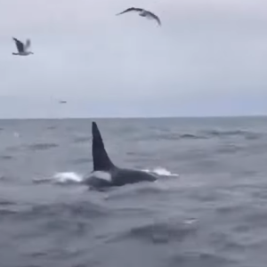 Boothbay Region fisherman Steve Wood filmed an orca whale sighting while 40 miles offshore. It was sent to the Boothbay Register courtesy of his uncle Mark Stover.