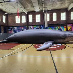“Chunk,” a life-size, inflatable humpback whale. Photo by Jessica Woodend