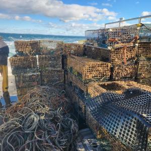 Courtesy Emma Weed, Gulf of Maine Lobster Founation