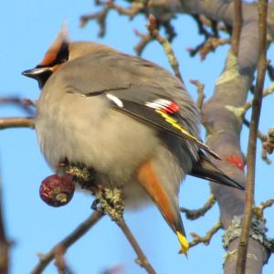 The bohemian waxwing is the boisterous and more colorful out-of-town cousin of the usually more common cedar waxwing. Photo courtesy of Jeff Wells