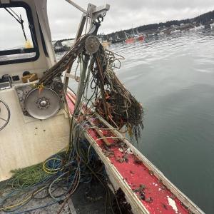 Hauling up ghost gear. Courtesy Emma Weed, Gulf of Maine Lobster Foundation