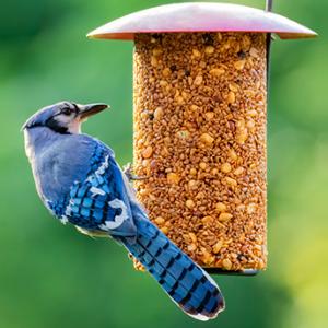 Jay on feeder, photo by Caleigh Waldman. Order your bird seed and support your birds this spring and summer. Courtesy photo
