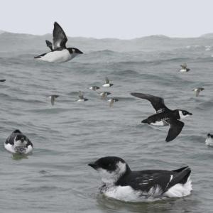 Dovekies are a quintessential seabird that typically spend the winter in northern seas. Image courtesy of Richard Crossley.