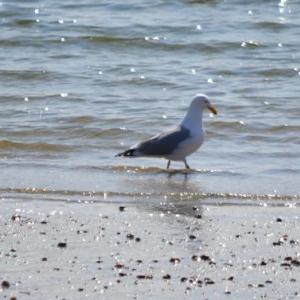 KEVIN BURNHAM/Boothbay Register