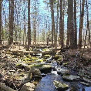 A stream running through the new conservation easement at Herbie Hill. Morganne Price photo