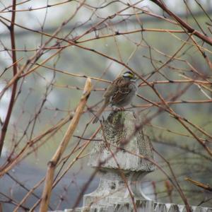 White-throated sparrows that spent the winter in our backyard are now tuning up their songs in preparation for their return to breeding grounds. Photo by Jeff Wells