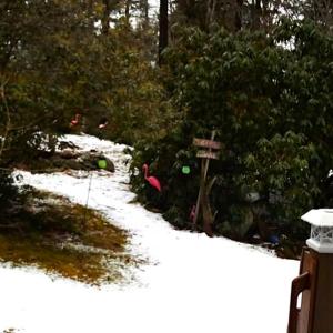 Fredi Flamingo and Francine Flamingo at the Wright residence. Courtesy of Howard Wright Sr.