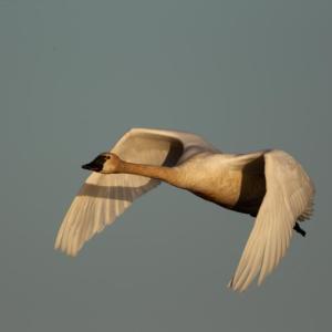 ne of few all-white birds, the eastern population of tundra swan winters along the coast from New Jersey to North Carolina and migrates north to the Arctic for nesting. It is a rare bird in Maine. Photo by Peter Pearsall, courtesy USFWS. 