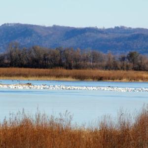 A large proportion of the eastern population of tundra swans migrates through the Upper Mississippi region. In this photo, thousands of tundra swans rest on the Mississippi River at the Upper Mississippi River National Wildlife and Fish Refuge's Brownsville Overlook near Brownsville, Minnesota. Photo by Jamie Bertram, courtesy of USFWS.