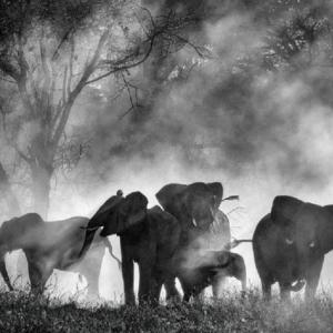 "Ghost Elephants" opens at Harbor Theater on Friday, April 24. Courtesy of the venue