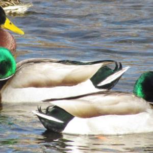 The mallard, one of the more cosmopolitan of ducks, received its name historically from the French. Photo courtesy of Jeff Wells.
