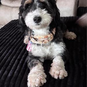 Maye the Brady's bar dog