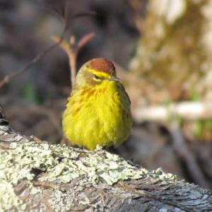 After spending the winter hanging around palm trees (hence the name), palm warblers begin arriving in Maine in April. Photo courtesy of Jeff Wells. 