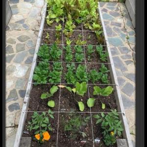 Square Foot Gardening