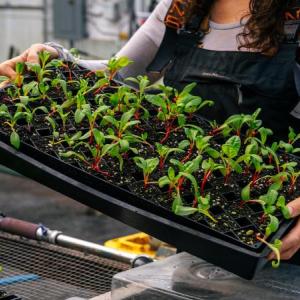 A tray of starter plants. Courtesy photo