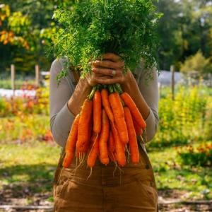 Yes, Veggies to Table grows carrots! Courtesy photo