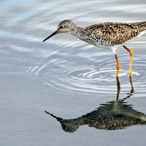 A lesser yellowlegs made a 48-hour nonstop flight from Panama to Louisiana over the weekend. The authors eagerly awaited satellite-tracked updates as Cholao 2 made its way across the ocean.  Courtesy of USFWS public domain