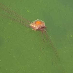 A large Lion's Mane jellyfish was spotted in Boothbay Harbor May 26. Courtesy of Cricket Klein