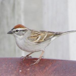 The trills of chipping sparrows can be heard in neighborhoods across Maine and the U.S., but recognizing their songs from other trillers can be tricky. Photo courtesy of Jeff Wells