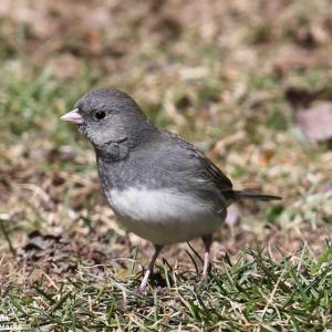 To some ears, the trill of the dark-eyed junco is thought to be more "musical" than the trills of other species, but making music isn't what's on the minds of singing juncos.  Photo courtesy of David Small
